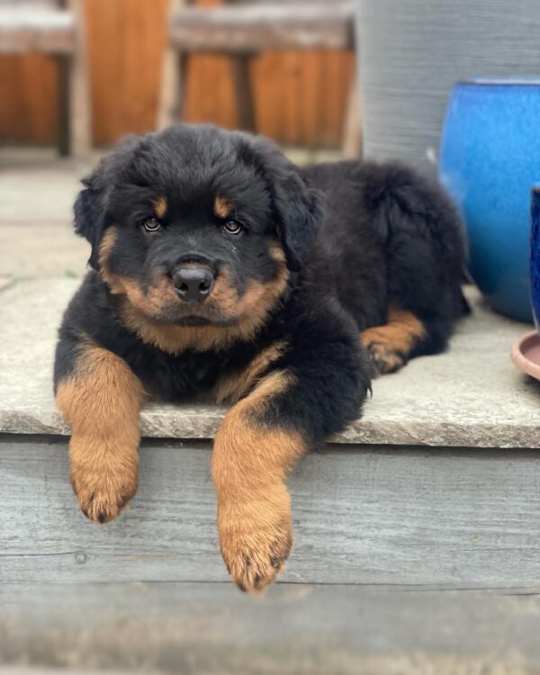 mini rottie puppies for sale