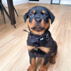 rottie puppy for sale