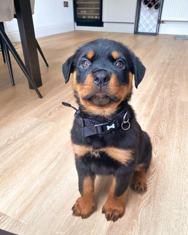 rottie puppy for sale