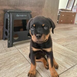 rottweiler breeders puppies for sale