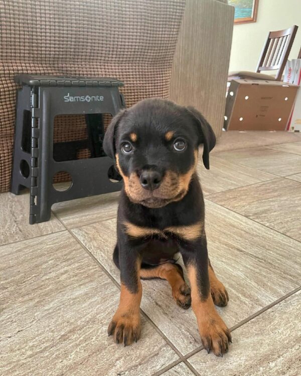 rottweiler breeders puppies for sale