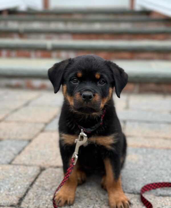 rottweiler breeders puppies for sale