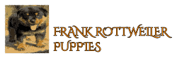 FRANK ROTTWEILER PUPPIES